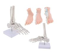 UIGJIOG Modello di Piede Umano Modello di Caviglia Umana Modello Anatomico Scheletro Anatomia Medica 4 Pezzi,3 Pezzi Modello di Piede Umano Colorato + 1 Pezzo Modello di Piede Umano Bianco