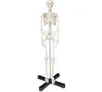 UIGJIOG Modello di Scheletro 85 Cm Scheletro Umano Modello Anatomico con Supporto in Metallo Manichino Anatomico a metà Dimensione Modello di Scheletro Umano con Braccia e Gambe Mobili Modello