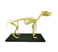 UIGJIOG Modello di Scheletro Animale Canino in PVC Dimensione Standard Modello Scheletro Canino Medico Anatomico Esposizione per Laboratorio Didattico Veterinario Modello Anatomico di Animali