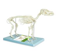 UIGJIOG Modello di Scheletro Canino Modello di Scheletro di Cane Anatomia 12,5" X19,6 X9,4 Modello Anatomia Canina con Mascella Staccabile e Mobile Esposizione Anatomica Insegnamento Veterinario