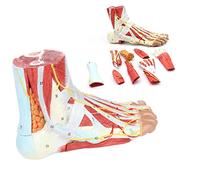 UIGJIOG Modello di Scheletro del Piede Anatomico Medico A Grandezza Naturale in 9 Parti con Legamenti, Muscoli, Nervi E Arterie, Modello del Piede Dettagli più Fini