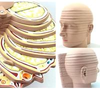 UIGJIOG Modello di Sezione Trasversale della Testa e Cervello Umano Modello Trasversale Modello di Cervello 12 Parti Cranio Livello Cerebrale Modello di Sezione, Radiazione, Risonanza Magnetica