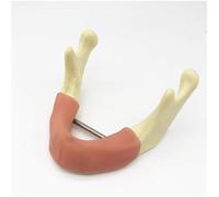 UIGJIOG Modello di Simulazione Orale Dentale Studio dei Denti della Mascella Inferiore Mandibola Anatomica Modello di Formazione all'Impianto