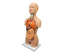 UIGJIOG Modello di Torso Anatomico 3D Modello di Torso Umano 17In Modello di Corpo Umano Anatomia con Organi Rimovibili Cuore Cervello Scheletro Modello di Testa per L'apprendimento degli Studenti