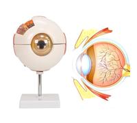 UIGJIOG Modello di Visualizzazione del Bulbo Oculare Ingrandito Anatomicamente 6X con Supporto Rimovibile, Modello Anatomico di Studio in Classe Dell'occhio Umano per L'educazione Medica