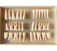 UIGJIOG Modello Dimostrativo dei Denti 2,5 Volte 32 Denti Modello di Denti Permanenti a Due Colori Modello di Denti per Edificio Modello Didattico di Anatomia Dentale Isolata