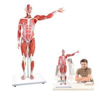 UIGJIOG Modello Muscolare del Corpo Umano Figura Muscolare e del Modello di Organo Umano a grandezza Naturale in 27 Parti con organi Rimovibili e Anatomia Muscolare per la Formazione Medica