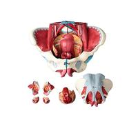 UIGJIOG Modello Pelvico Femminile Cintura Muscolare del Pavimento Pelvico Genitale Vascolare Neuromuscolare Utero Anatomia Umana Insegnamento del Bacino