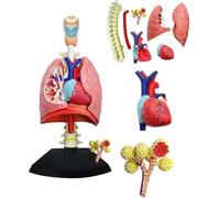 UIGJIOG Modello polmonare 4D Modello anatomico dei polmoni Umani e del Cuore con 21 Parti Rimovibili per l'insegnamento Medico e Lo Studio del Sistema respiratorio