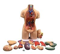 UIGJIOG Modello Tronco Tronco con Staccabile19 Pezzi Modello Corpo 55 Cm Torso Umano Materiale PVC Modello Mezzo Busto con Organi Interni per Lo Studio della Medicina Insegnamento