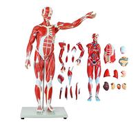 UIGJIOG Muscolo Modello Anatomico 78 Cm / 30,7 Pollici Anatomia Umana Scienza Essere Umano Modello Staccabile Muscolo Umano Modello Anatomico