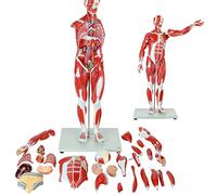 UIGJIOG Muscolo Umano E Modello di Organi 80CM Mezza Figura Muscolare A Grandezza Naturale 27 Parti con Organi Rimovibili E Anatomia Muscolare Muscolo Umano del Corpo Intero Organi Interni Modello