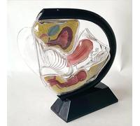 UIGJIOG Nero, Modello di Utero Modello Anatomico di Utero Femminile Trasparente Modello Didattico di Pelvi e Retto per Formazione Medica