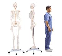 UIGJIOG Scheletro Didattico di Anatomia a Grandezza Naturale Pieghevole per Anatomia 70,8'' Scheletro Umano Modello di Scheletro a Grandezza Naturale con Sistema Nervoso Arteria Carotide