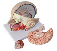 UIGJIOG Testa Umana con Modello di Anatomia cerebrale Modello di Anatomia cerebrale Modello di Testa Modello di arteria cerebrale