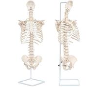 UIGJIOG Umano con Vertebre Completa Colonna Vertebrale con Modello di Anatomia della Gabbia Toracica Lanciata da Ossa Umane Reale Piegabile 1: 1 Colonna Vertebrale con Bacino E Sterno