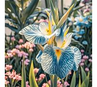 UIODERDC Canna,Radici selezionate di canna,Perenne,resistenti,pianta vera,Ambiente paesaggistico,Decorazione del giardino,eleganti(non fiori artificiali)-3 Rizoma-B