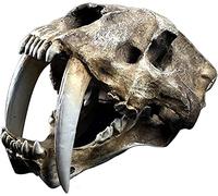 UIOPPOI Tiger resina, di cranio tigre dente sciabola smilodon testa animale testa cranio replica a denti sciabola -sciabola -sciabola