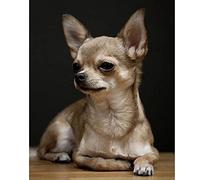 Ujjdwiurgh Full Chihuahua del Ricamo Rotondo, Pittura del Diamante 5D, Immagine Sveglia del Diamante 'Animale Domestico del Cane della Decorazione Domestica dei Cristalli di Rocca