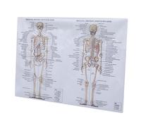 UKCOCO 1pezzi Poster Anatomia Umana Muscoli Corpo Scheletro Immagine Didattica Struttura Laboratorio Scuola Aula Apprendimento Interno