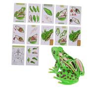 UKCOCO Anatomico Smontabile per Insegnanti e Studenti Giocattolo Scientifico Educativo Stem per Studio Anatomia Animale e Lezioni di Biologia