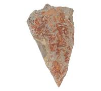 UKCOCO Campione di Felce Fossile su Pietra con Texture Dettagliata per Apprendimento Educativo e Arredamento Casa, Elemento Decorativo Naturale