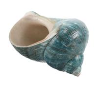 UKCOCO Conchiglia Naturale Mediterranea per Collezione, Ornamento Marino Educativo per Acquari e Decorazione da Tavolo a Tema Oceano