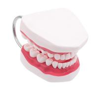 UKCOCO E Modello Di Esame Typodont Allenamento Della Lingua Uso Del Con Odontoiatria - Per Denti Protesi Realistica Fai Da Te Denti Umani Dentista
