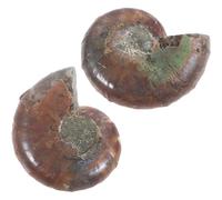 UKCOCO Esemplare Fossile Ammonite 2 Pezzi 2-3 Cm Modello Educativo Naturale per Collezionisti e Didattica di Geologia e Paleontologia