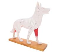 UKCOCO Modello di Agopuntura Professionale Canina in Pvc Dettagli Artigianali, Modello Anatomico del Cane per Formazione Medica e Insegnamento Veterinario, Strumento Didattico