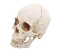 UKCOCO Modello Testa Staccabile Anatomia per Insegnamento per Educazione e Collezione