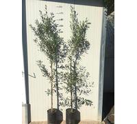 Ulivo Leccino Pianta di Olivo da Olio H 170 cm