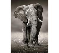 Ulmer Puzzleschmiede Puzzle "Der Wanderer" - Classico puzzle da 2000 pezzi - Motivo puzzle di un imponente elefante che si avvicina come fotografia in bianco e nero