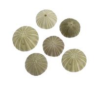 ULTECHNOVO 6 Pezzi Guscio di Riccio di Mare Naturale Contenitore espositivo succulento puntello di Conchiglia di Mare minuscole Conchiglie per l'artigianato Conchiglie per Decorare Verde