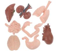 ULTECHNOVO 8 pezzi Anatomici Umani per Insegnamento Strumento Didattico per Scuole e Istituzioni Educative Realistico e Facile da Usare per Apprendimento e Dimostrazioni