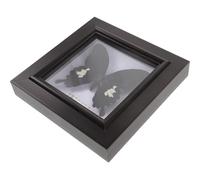 ULTECHNOVO Cornice per Esposizione di Campioni a Farfalla in Legno Decorazione da Parete Vintage e Ornamento da Tavolo Acrilico Esemplare Decorativo per Soggiorno e Studio