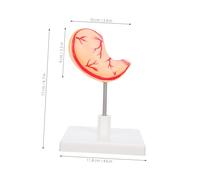 ULTECHNOVO Modello Anatomico Dello Stomaco Per Aula Strumento Didattico Realistico Per e Biologia Materiale Robusto Design Facile Da Montare