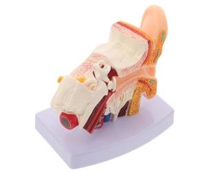 ULTECHNOVO Modello Anatomico Dell'orecchio Umano Base 1,5x in Pvc | Struttura Smontabile Tridimensionale, Dettagli Accurati, Formato da Scrivania, per Scuole e Lezioni di Otologia