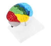 ULTECHNOVO modello cerebrale modello di cervello per modello di anatomia del cervello umano modello di insegnamento del cervello umano Modello di anatomia umana statua cerebrale pvc