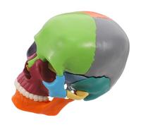 ULTECHNOVO Modello Cranio Anatomico Colorato con Sezioni Staccabili per Studio Anatomia Realistico e Didattico per e Laboratori Medici
