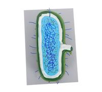 ULTECHNOVO Modello Ingrandito del con Organelli Kit Costruibile per Lezioni di Biologia Gioco Educativo Interattivo per Studenti e Uso in Aula Scientifica