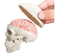 Ultimo modello di teschio umano in miniatura, 3 pezzi con cervello umano in 2 parti, Cranio Semipermanente Con Cervello, Testa Umana Con Cervello Per Imparare, Visualizzazione Educativa