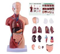 Ultrassist Il modello del busto umano include manuale digitale, modello del corpo umano per l'educazione scientifica dei bambini