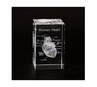 Ultrassist Modello anatomico 3D cuore umano, modello anatomico inciso al laser per la decorazione della casa e dell'ufficio, regali di cardiologia