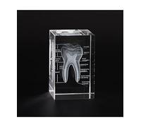 Ultrassist Modello di cristallo del dente umano 3D, modello anatomico inciso al laser per la decorazione della casa e dell'ufficio, regali dei dentisti