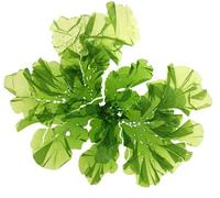 Ulva Lactuca,Fiocchi di letture di mare,Fiocchi secchi di Ulva,Lattuga di mare