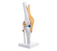 Umana Anatomico Ginocchio Giunto Flessibile Skeleton Modello Medico Learning Aid