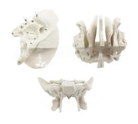 Umana Etmoide Osso Anatomico Modello Temporal Insegnamento Aiuto per Scuola