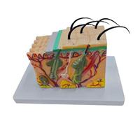 Umana Pelle Anatomico Modello 35/50/70/85X Allargata Insegnamento