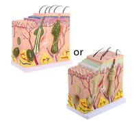 Umana Pelle Modello Blocco Allargata Plastica Anatomico Medico Insegnamento Tool